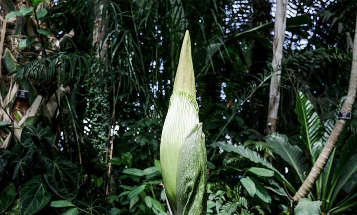 Το σπάνιο λουλούδι «Corpse Flower» άνθισε στο Βοτανικό Κήπο των ΗΠΑ